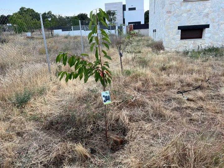 Plantación de frutales · 2022